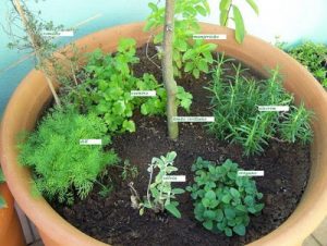 Planta que Atraem Energias Positivas