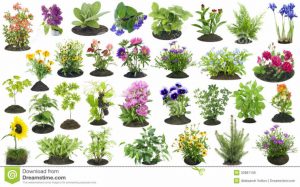 Plantas Que Atraem Energias Positivas