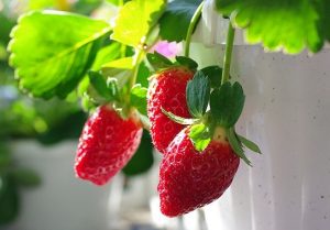 6 Benefícios do Morango Para a Saúde