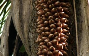 Conheça os Benefícios do Óleo de Coco Babaçu