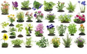 Plantas Que Atraem Energias Positivas