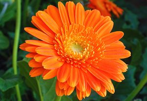 o poder de cura da calendula